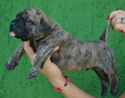 NITRO BULLSARA DEL PEMBA