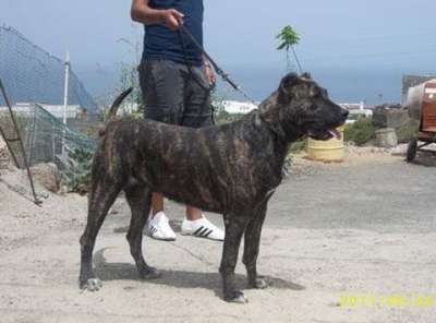 NUGA DE TAUCO