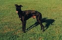 Ever Black De Shirkan