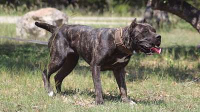 SAPHIRA DE PRESA MANIA