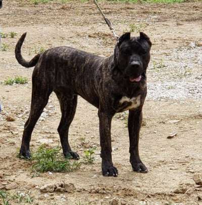 THOR DE CANARIAN BULL