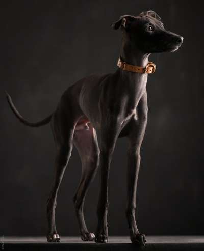 Blossom Bandelby Isarhund