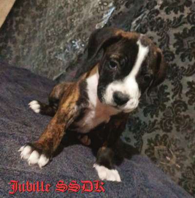 JUBILLE OF SEVEN SHARKY DINASTY KENNEL