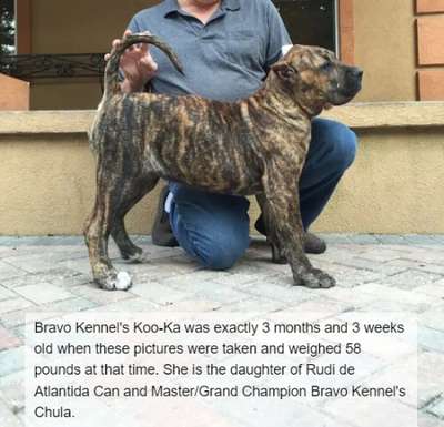 BRAVO KENNEL’S KOOKA