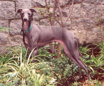 Sumainana Grey Hebe