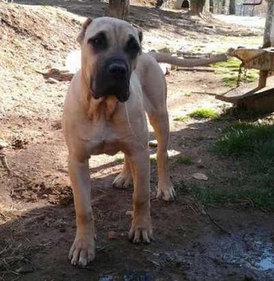 BLUFFCITY K9'S FIONA
