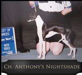 Anthony Nightshade