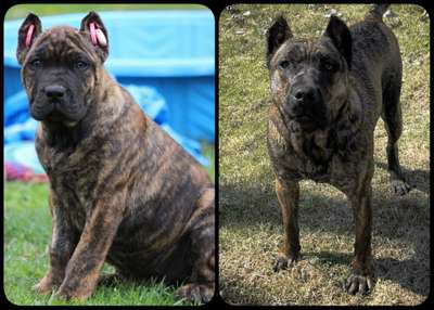 NIKE OF PROPER K9