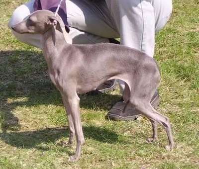 Dervisch Wear Diamonds At Dogcastle