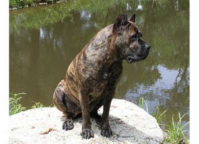 A'TEJA GREJON KENNEL