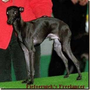 Fiefoerniek's Freelancer