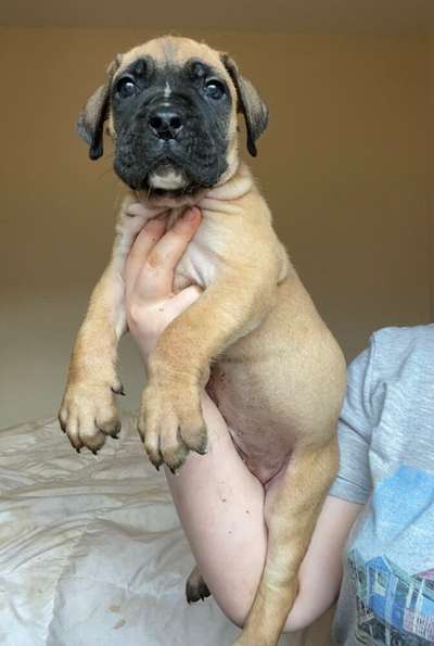 BRUCE DE V'CANBULL