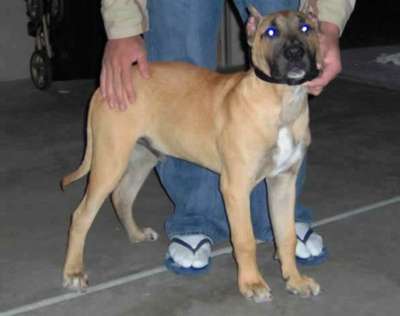WAGS DE SANCHO