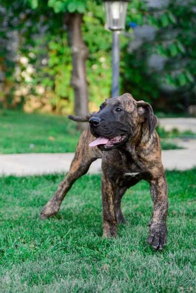 FAIER FAITH NAVZAR PRESA KENNELS