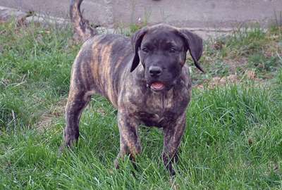 ROKA DOG PUR
