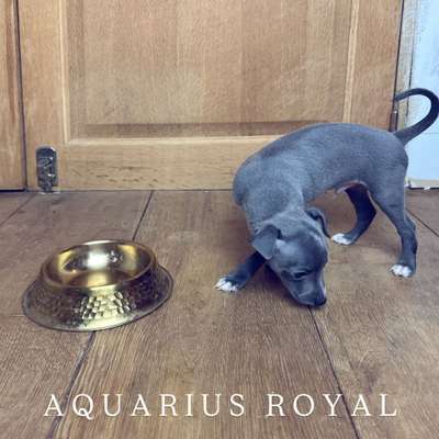Aquarius Royal De La Squadra D'Elite