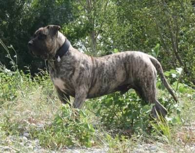 HULK DE SPALATO BULL (GUIZMO)