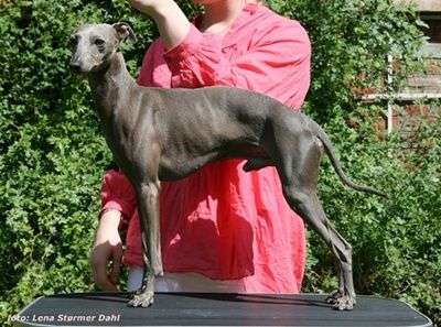 Billy Blue