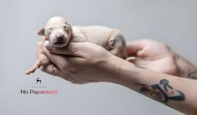Chartbeat No Paparazzi!