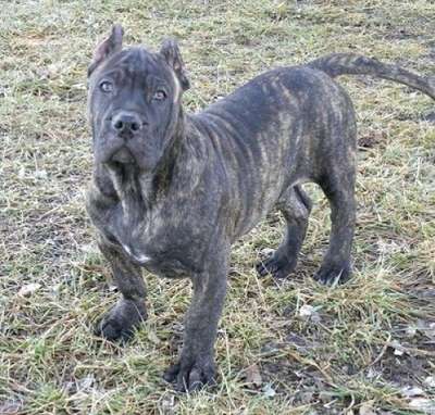 MID AMERICA K-9 ENZO