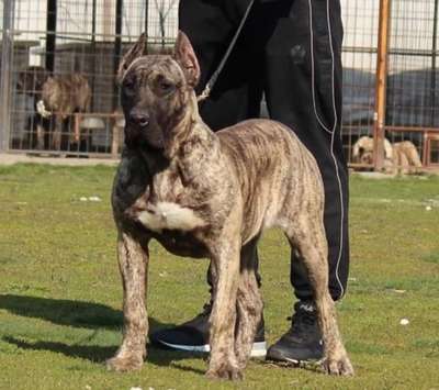 BOSS BULL CANARIO JOYA