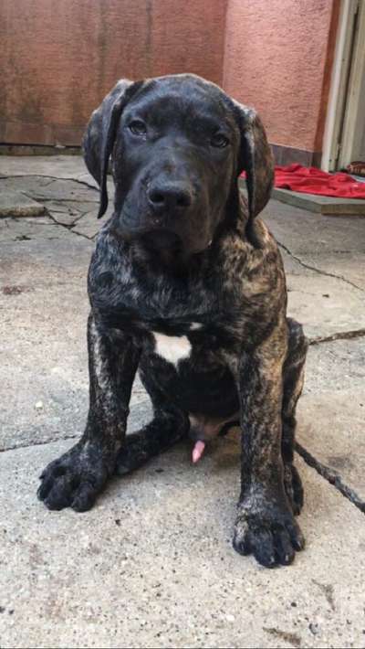 BRUTUS BAD DOGZ CANARIO