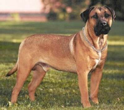 BRANCO EL PERRO DIABLO