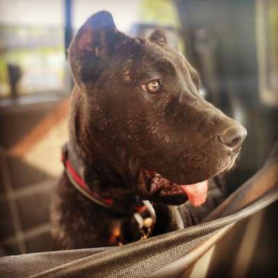 LUCY DE KINGS KENNEL