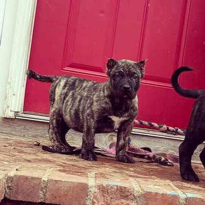 ONLY THE FAMILY KENNELS ROKKY