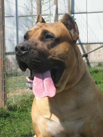 RENO BALUARTE DE LOS PERROS