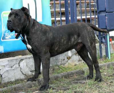 ATOS MIRDOG