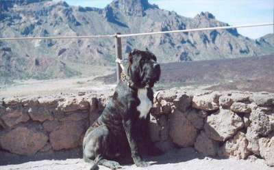 ALEX DE LOS CARDONES