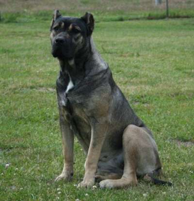 ZULA DE KING ZULU