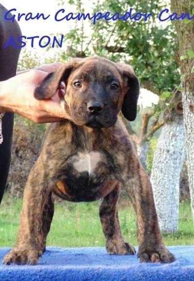 ASTON DE GRAN CAMPEADOR CAN