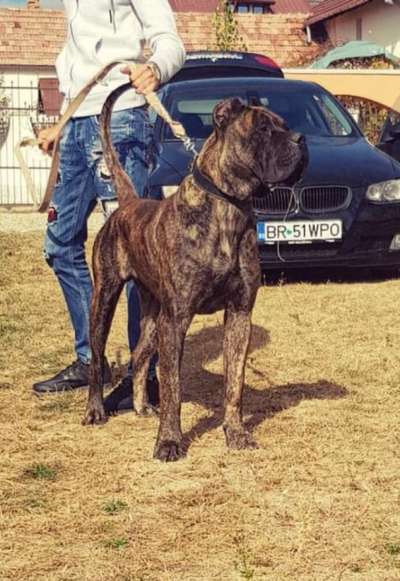 AMON DE IMOBACH