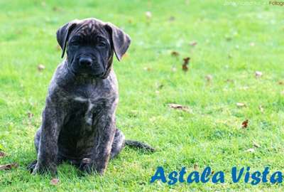 WEIHBULL'S ASTALA VISTA
