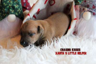 Chasing Kisses Xanta´s Little Helper