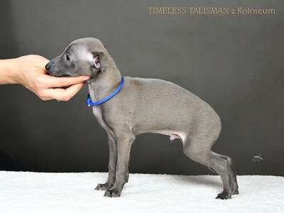 Timeless Talisman z Koloseum