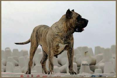 RUMBA BALUARTE DE LOS PERROS