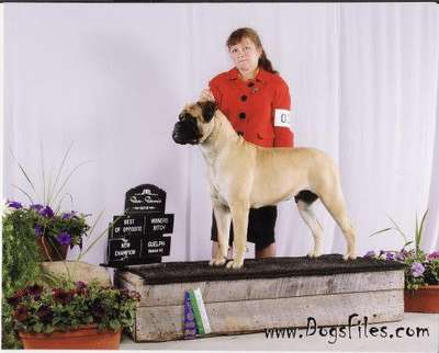 KNATCHBULL'S MILLIE OF SANROSE