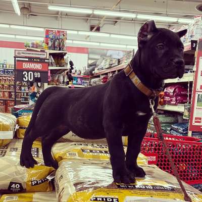 ONLY THE FAMILY KENNELS SHEGO