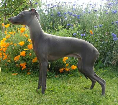 Astra Bravissimo Sigur