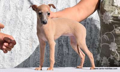Canis Nobilitas Otela Perla