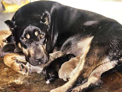 BLACKY DE KING ZULU
