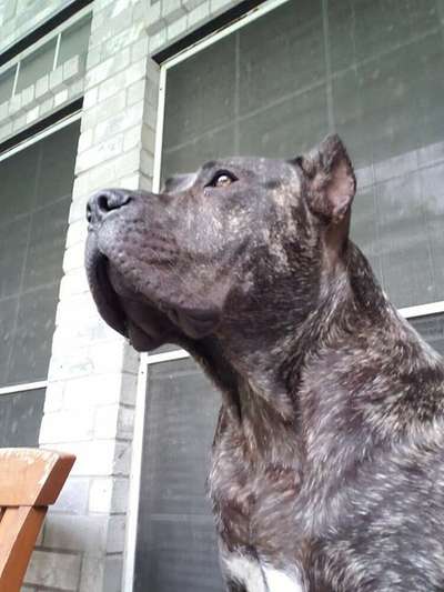 SMARWYN DE CABEZA GRANDE