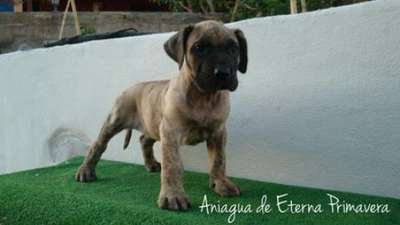 ANIAQUA DE ETERNA PRIMAVERA