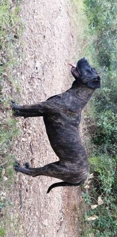 SIRCA DE SAMCOR