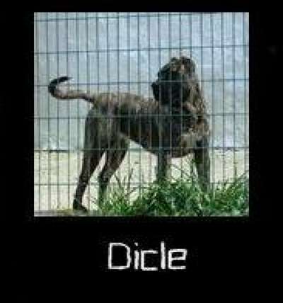 DICLE