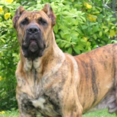 TYSON DE LA TANIERE DES RENARDS
