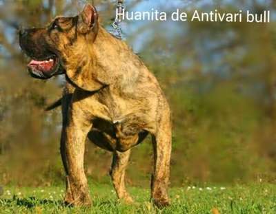HUANITA ANTIVARI BULL